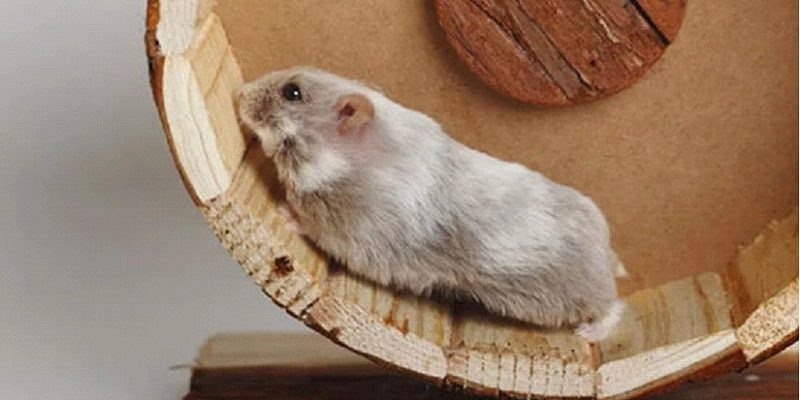 chuot hamster 2